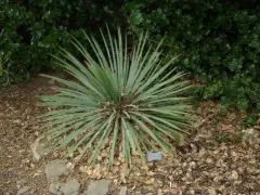 Soapweed yucca