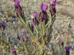Spanish lavender