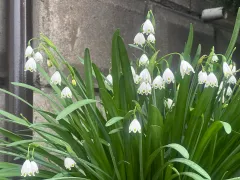 Summer snowflake