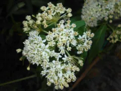Swamp milkweed 'Ice Ballet'