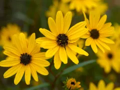Swamp sunflower