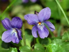 Sweet violet