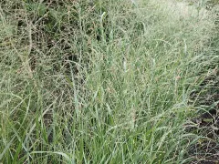 Switchgrass 'Cheyenne Sky'
