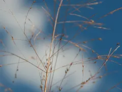 Switchgrass 'Cloud Nine'