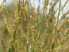 Switchgrass 'Northwind'