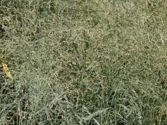 Switchgrass 'Prairie Sky'