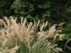 Switchgrass 'Shenandoah'