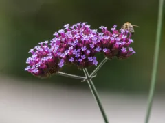 Tall verbena