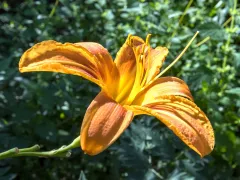 Tawny daylily