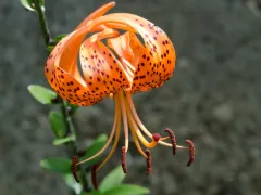 Tiger lily