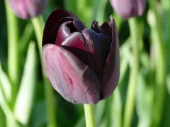 Tulip 'Queen of Night'