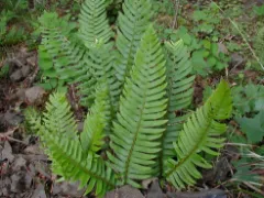 Western sword fern