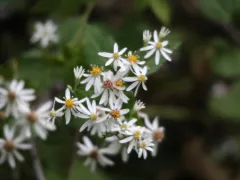 White wood aster
