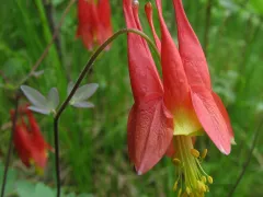 Wild columbine