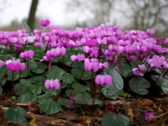 Winter cyclamen