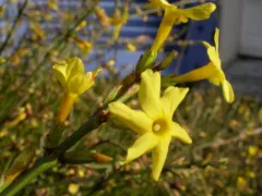 Winter jasmine