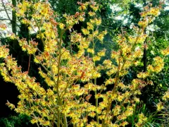 Witch hazel 'Arnold Promise'