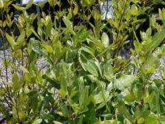 Witherod viburnum 'Winterthur'