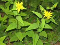 Woodland sunflower