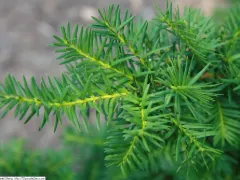 Spreading yew 'Densiformis'