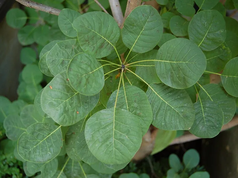 Smokebush 'Golden Spirit' (Cotinus coggygria 'Ancot' (Golden Spirit)) in flower
