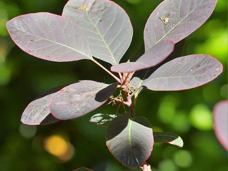 Smokebush 'Grace' (Cotinus 'Grace') in flower
