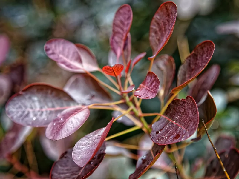Smokebush 'Royal Purple' (Cotinus coggygria 'Royal Purple') in flower