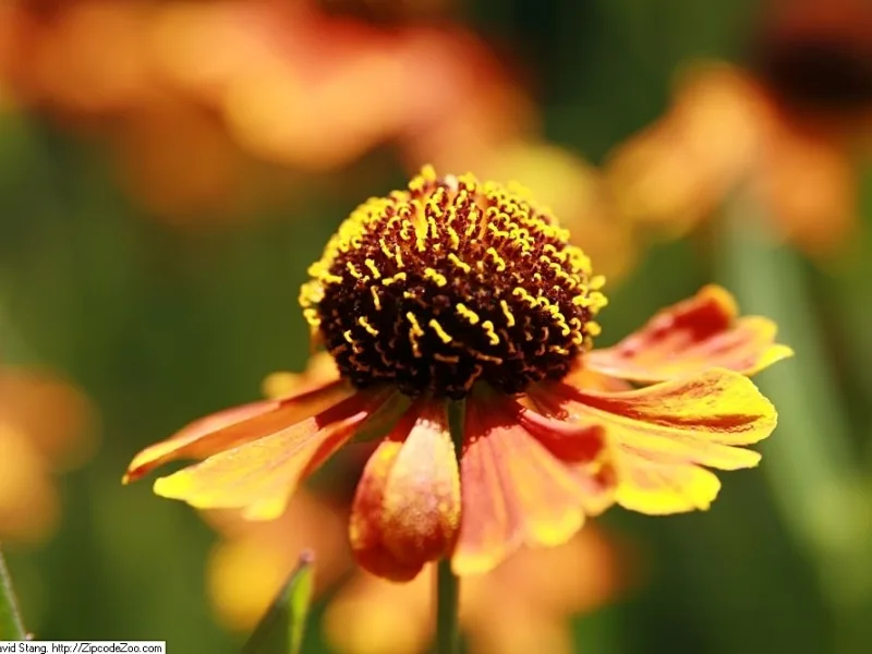 Sneezeweed 'Mardi Gras' (Helenium 'Mardi Gras') in flower