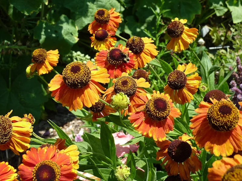 Sneezeweed 'Sahin's Early Flowerer' (Helenium 'Sahin's Early Flowerer') in flower