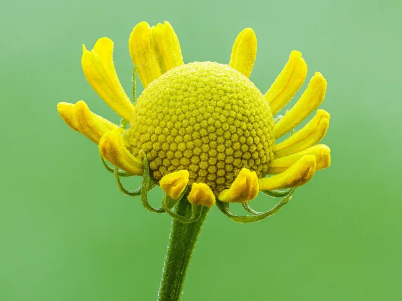 Sneezeweed (Helenium autumnale) in flower
