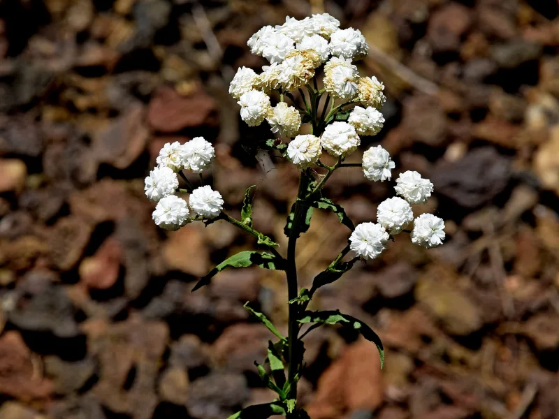 Sneezewort 'The Pearl' (Achillea ptarmica 'The Pearl') in flower