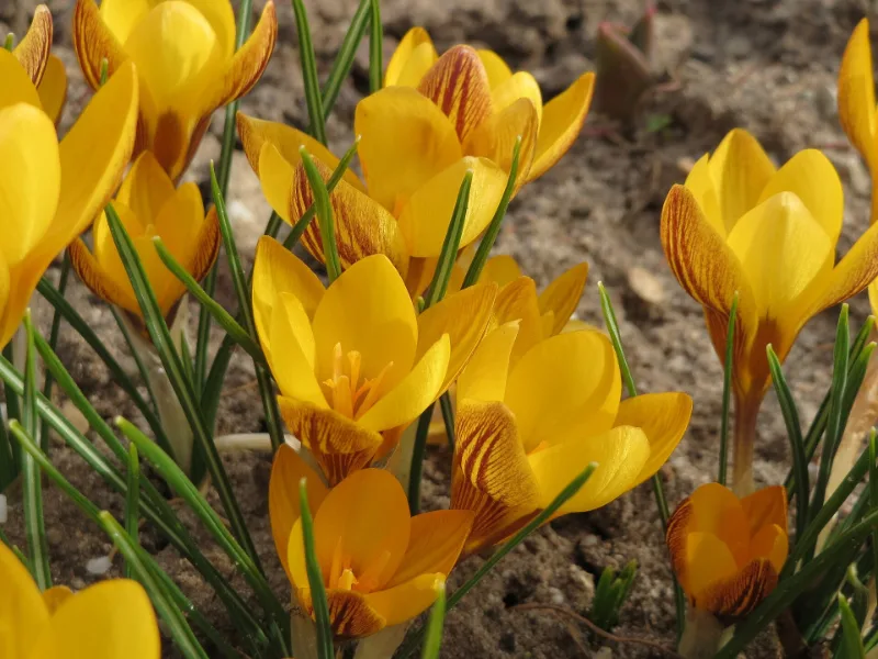 Snow crocus (Crocus chrysanthus) in flower