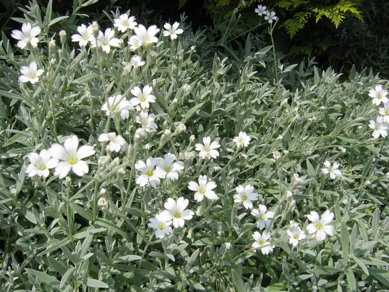 Snow-in-summer (Cerastium tomentosum) in flower