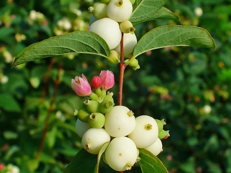 Snowberry (Symphoricarpos albus) in flower