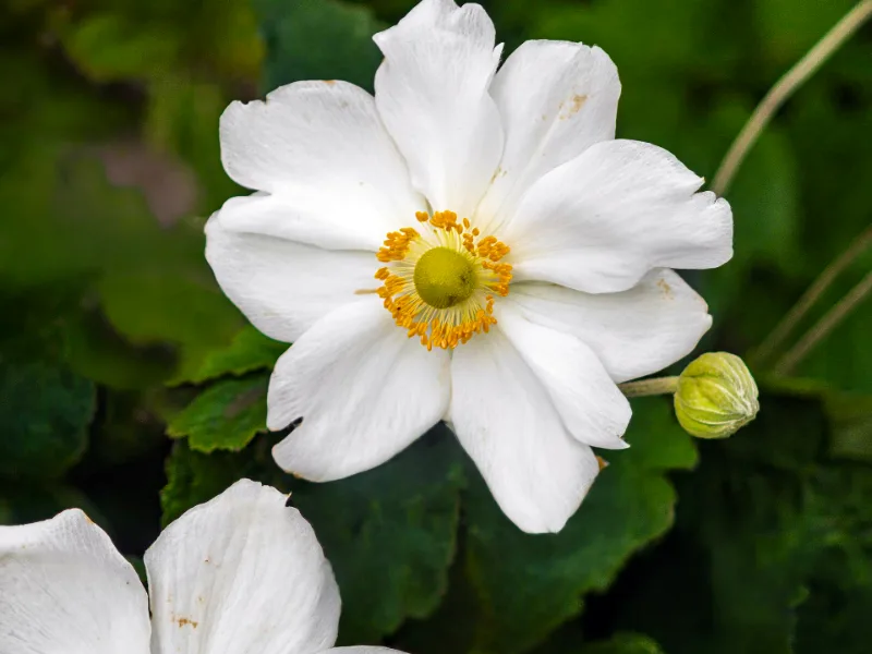 Snowdrop anemone (Anemone sylvestris) in flower
