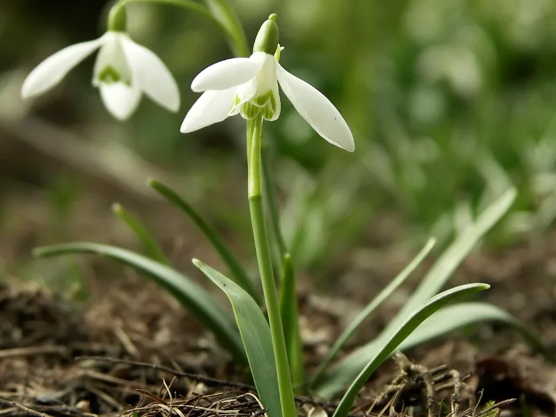 Snowdrop (Galanthus nivalis) in flower