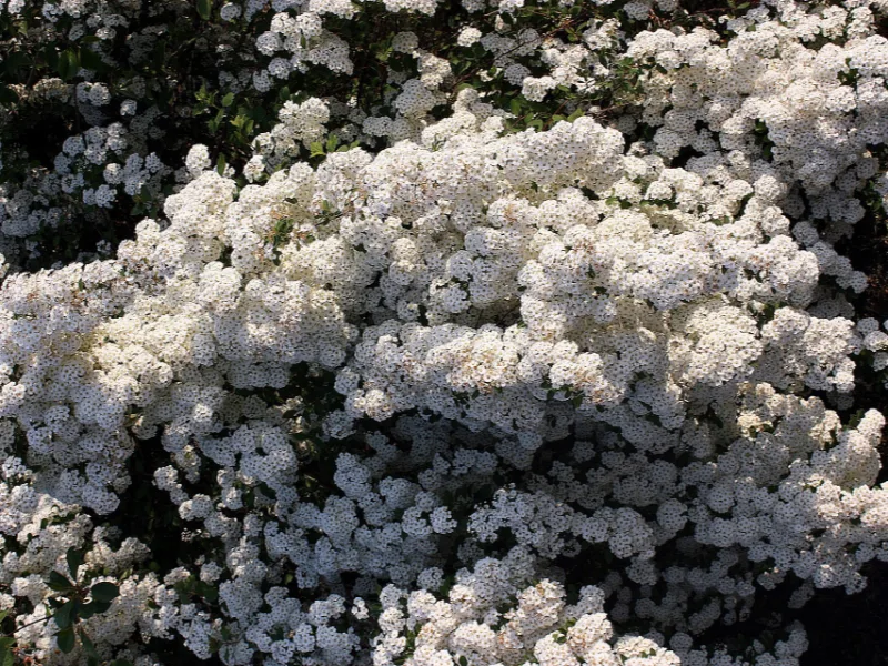 Snowmound spirea (Spiraea nipponica 'Snowmound') in flower