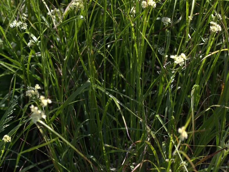Snowy woodrush (Luzula nivea) in flower