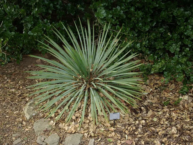Soapweed yucca (Yucca glauca) in flower