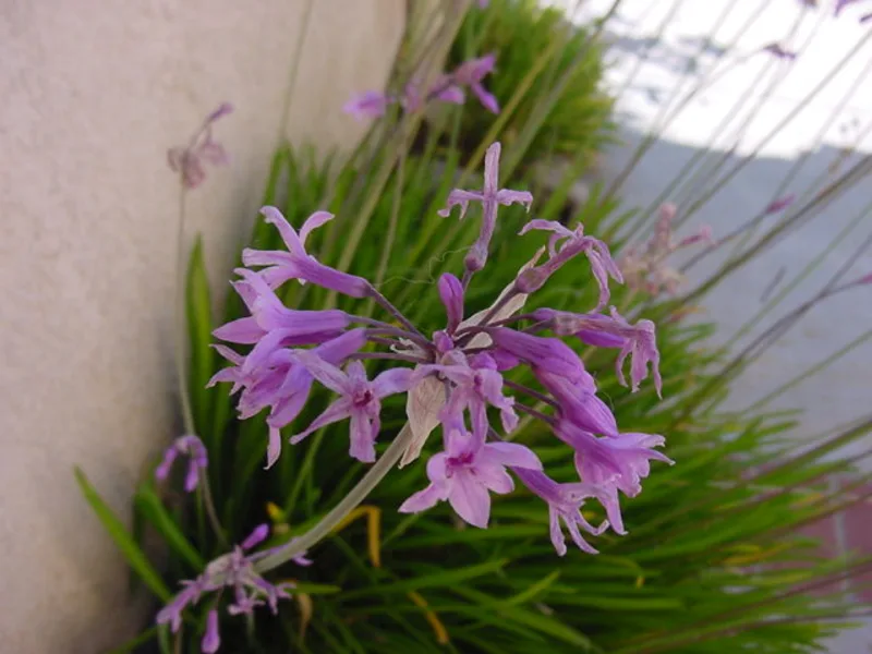 Society garlic (Tulbaghia violacea) in flower