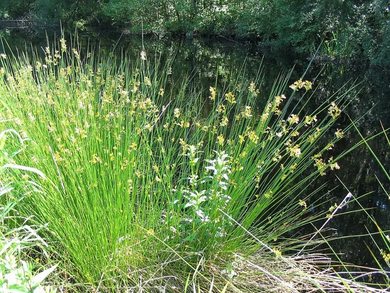 Soft rush (Juncus effusus)