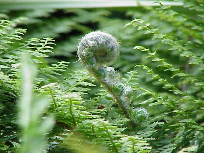 Soft shield fern (Polystichum setiferum)