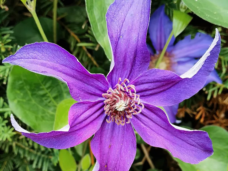 Solitary clematis (Clematis integrifolia) in flower