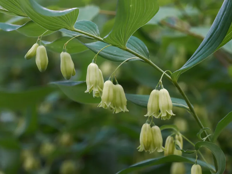 Solomon's seal (Polygonatum biflorum) in flower