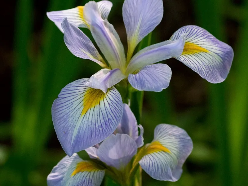 Southern blue flag (Iris virginica) in flower