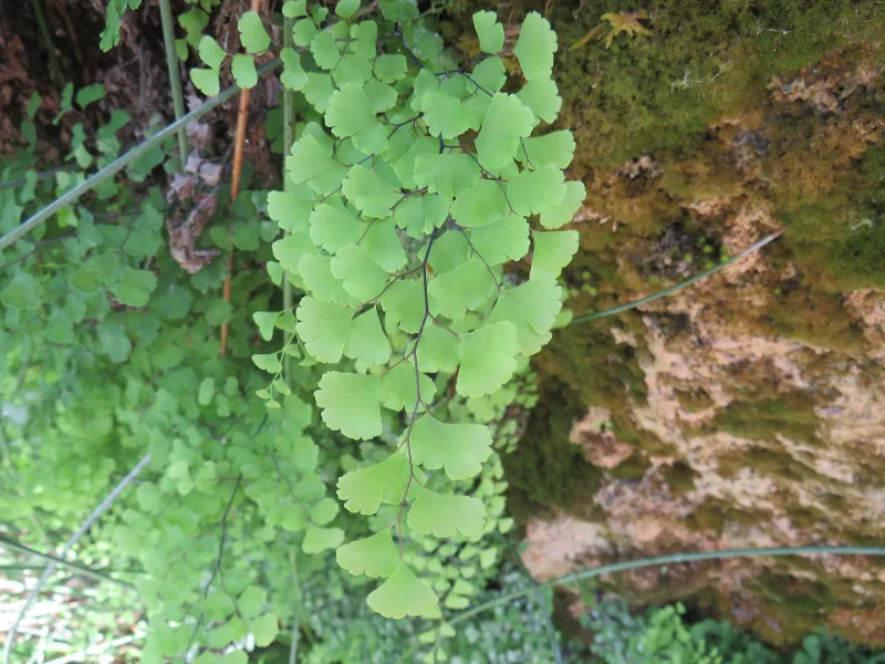 Southern maidenhair fern (Adiantum capillus-veneris)