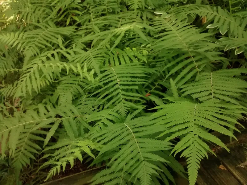 Southern shield fern (Thelypteris kunthii)