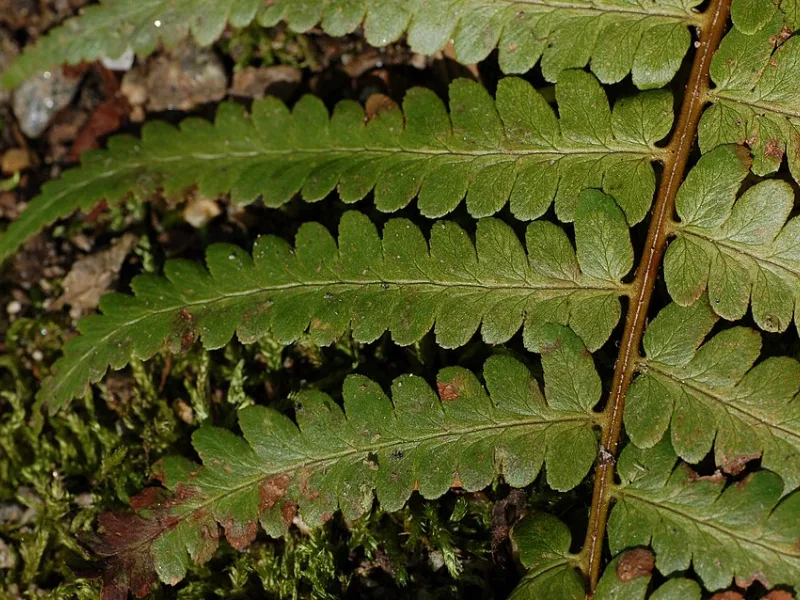 Southern wood fern (Dryopteris ludoviciana)