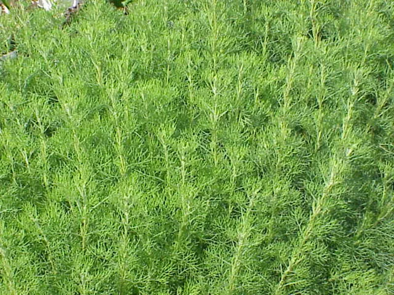 Southernwood (Artemisia abrotanum)