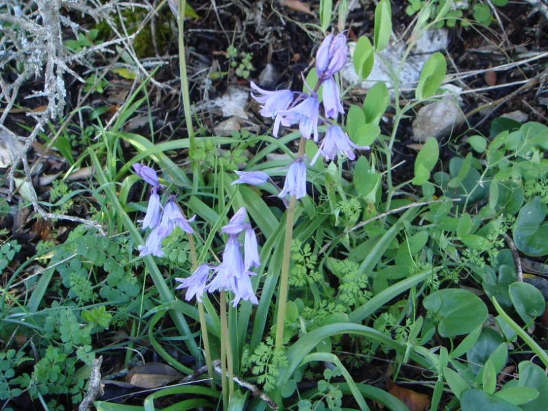 Spanish bluebell (Hyacinthoides hispanica) in flower
